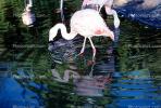 Flamingo, ABIV01P15_13