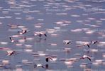 Lesser Flamingo, (Phoenicopterus minor), Phoenicopteridae, Phoenicopterus, Great rift Valley, Africa, ABIV01P15_17