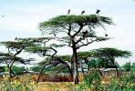 Stork, Acacia Tree, Africa, African