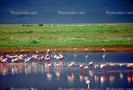 Lesser Flamingo, (Phoenicopterus minor), Phoenicopteridae, Phoenicopterus, Great rift Valley, Africa, ABIV02P01_08