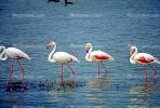 Lesser Flamingo, (Phoenicopterus minor), Phoenicopteridae, Phoenicopterus, Great rift Valley, Africa, ABIV02P01_10