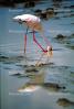 Lesser Flamingo, (Phoenicopterus minor), Phoenicopteridae, Phoenicopterus, Great rift Valley, Africa, ABIV02P01_11