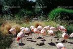 Chilean Flamingo, (Phoenicopterus chilensis), Phoenicopteridae, Phoenicopterus, ABIV02P02_01B