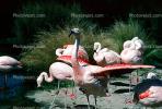 Chilean Flamingo, (Phoenicopterus chilensis), Phoenicopteridae, Phoenicopterus