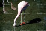 Chilean Flamingo, (Phoenicopterus chilensis), Phoenicopteridae, Phoenicopterus, ABIV02P02_03