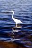 Egret, Long Key, Florida, ABIV02P02_04