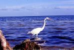 Egret, Long Key, Florida, ABIV02P02_05