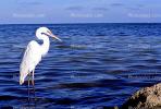 Egret, Long Key, Florida