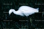 Egret, wading bird, wetland, ABIV02P02_14