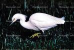 Egret, wading bird, wetland