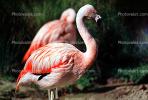 Chilean Flamingo, (Phoenicopterus chilensis), Phoenicopteridae, Phoenicopterus, ABIV02P02_17