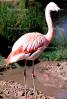 Chilean Flamingo, (Phoenicopterus chilensis), Phoenicopteridae, Phoenicopterus, ABIV02P03_01