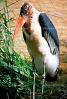 Marabou Stork, (Leptoptilos crumenifer), Ciconiiformes, Ciconiidae, wading bird, ABIV02P03_05