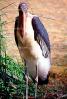 Marabou Stork, (Leptoptilos crumenifer), Ciconiiformes, Ciconiidae, wading bird, ABIV02P03_06