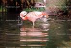 Chilean Flamingo, ABIV02P03_07