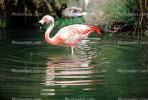 Chilean Flamingo, ABIV02P03_08
