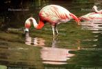 Chilean Flamingo, ABIV02P03_12