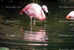 Chilean Flamingo, ABIV02P03_13