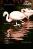 Chilean Flamingo, ABIV02P03_14