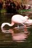 Chilean Flamingo, ABIV02P03_15