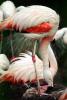 Chilean Flamingo, ABIV02P04_08