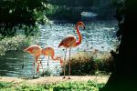 Flamingo, ABIV02P04_09