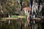 egrett, Zam's Bayou Swamp, wetlands, ABIV02P04_14