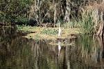 egrett, Zam's Bayou Swamp, wetlands, ABIV02P04_15