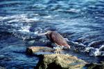 egrett, Heron Island, Australia, ABIV02P04_17