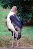 Marabou Stork, (Leptoptilos crumenifer), Ciconiiformes, Ciconiidae, wading bird, ABIV02P05_08