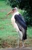 Marabou Stork, (Leptoptilos crumenifer), Ciconiiformes, Ciconiidae, wading bird, ABIV02P05_09