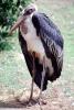 Marabou Stork, (Leptoptilos crumenifer), Ciconiiformes, Ciconiidae, wading bird, ABIV02P05_10