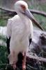 Maguari Stork, (Ciconia maguari), Ciconiiformes, Ciconiidae, ABIV02P05_12