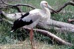 Maguari Stork, (Ciconia maguari), Ciconiiformes, Ciconiidae, ABIV02P05_13