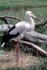 Maguari Stork, (Ciconia maguari), Ciconiiformes, Ciconiidae, ABIV02P05_14