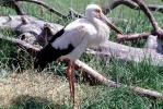 Maguari Stork, (Ciconia maguari), Ciconiiformes, Ciconiidae