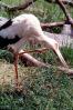 Maguari Stork, (Ciconia maguari), Ciconiiformes, Ciconiidae, ABIV02P05_18