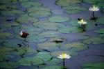 egrett, water lily, wading bird, South Africa, ABIV02P06_05.0494