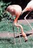 American Flamingo, (Phoenicopterus ruber), Phoenicopteriformes, Phoenicopteridae, ABIV02P06_07