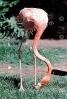 American Flamingo, (Phoenicopterus ruber), Phoenicopteriformes, Phoenicopteridae, ABIV02P06_08