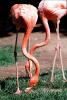 American Flamingo, (Phoenicopterus ruber), Phoenicopteriformes, Phoenicopteridae, ABIV02P06_10