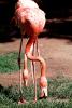 American Flamingo, (Phoenicopterus ruber), Phoenicopteriformes, Phoenicopteridae, ABIV02P06_11