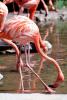 American Flamingo, (Phoenicopterus ruber), Phoenicopteriformes, Phoenicopteridae, ABIV02P06_12