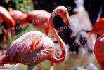 American Flamingo, (Phoenicopterus ruber), Phoenicopteriformes, Phoenicopteridae, ABIV02P06_14