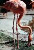 American Flamingo, (Phoenicopterus ruber), Phoenicopteriformes, Phoenicopteridae, ABIV02P06_17