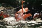 American Flamingo, (Phoenicopterus ruber), Phoenicopteriformes, Phoenicopteridae, ABIV02P07_01