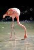 American Flamingo, (Phoenicopterus ruber), Phoenicopteriformes, Phoenicopteridae, ABIV02P07_02