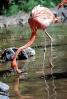 American Flamingo, (Phoenicopterus ruber), Phoenicopteriformes, Phoenicopteridae, ABIV02P07_04
