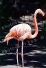 American Flamingo, (Phoenicopterus ruber), Phoenicopteriformes, Phoenicopteridae, ABIV02P07_06