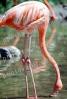 American Flamingo, (Phoenicopterus ruber), Phoenicopteriformes, Phoenicopteridae, ABIV02P07_10